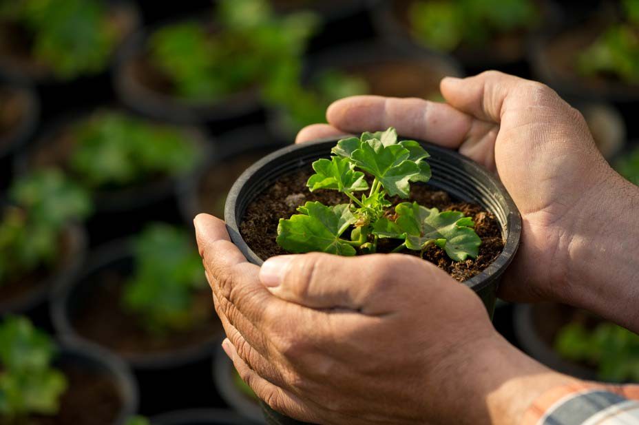 Potted plant handover