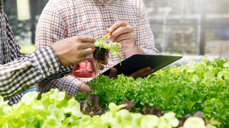 Plant inspection